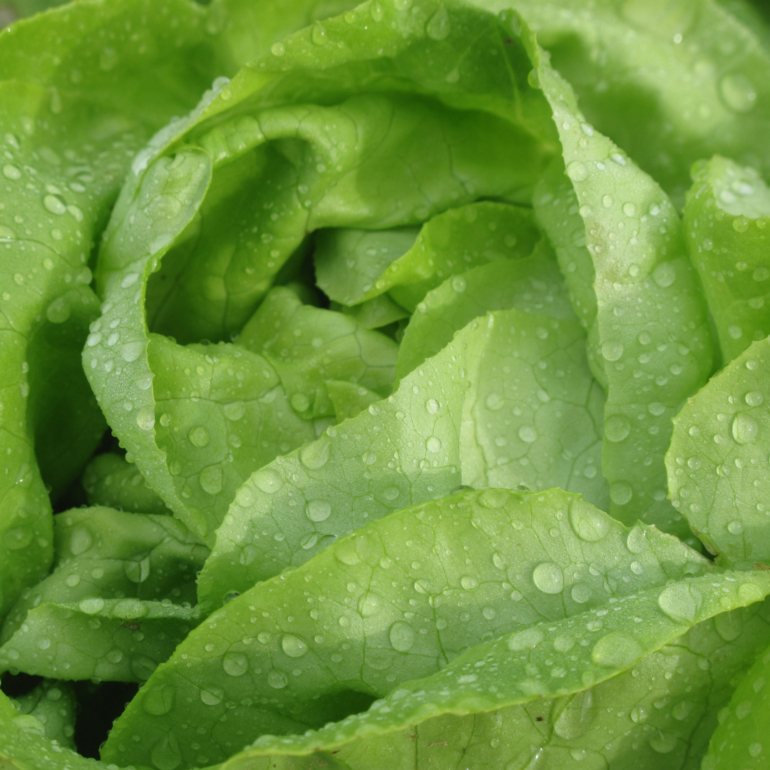Que planter au jardin - salade - Univers Du Pro